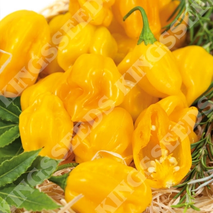 Picture of Capsicum Pepper Habanero Burkina Yellow
